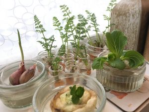 Regrowing Vegetables